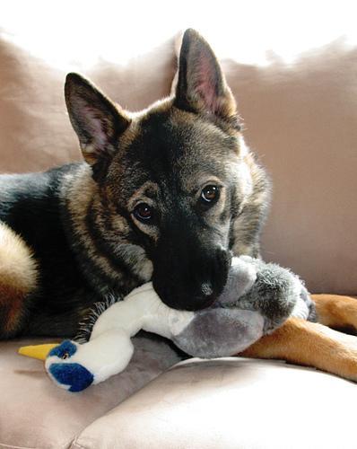 https://images.dog.ceo/breeds/elkhound-norwegian/n02091467_5074.jpg