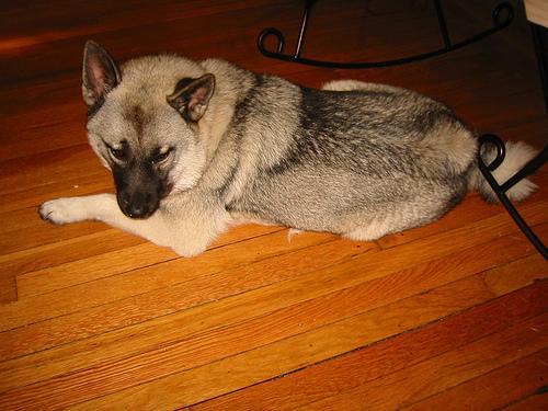 https://images.dog.ceo/breeds/elkhound-norwegian/n02091467_5134.jpg