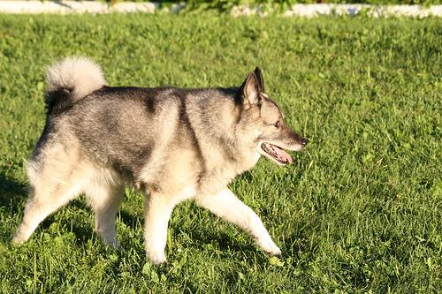 https://images.dog.ceo/breeds/elkhound-norwegian/n02091467_5184.jpg