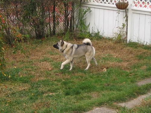 https://images.dog.ceo/breeds/elkhound-norwegian/n02091467_5239.jpg