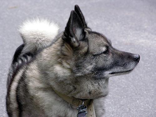 https://images.dog.ceo/breeds/elkhound-norwegian/n02091467_5349.jpg