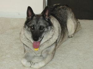 https://images.dog.ceo/breeds/elkhound-norwegian/n02091467_5367.jpg