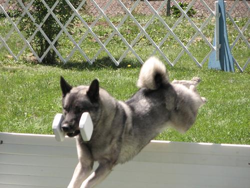 https://images.dog.ceo/breeds/elkhound-norwegian/n02091467_5592.jpg