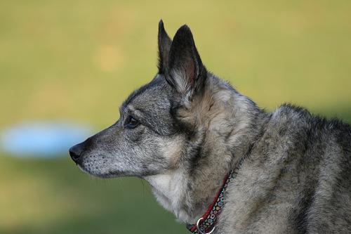 https://images.dog.ceo/breeds/elkhound-norwegian/n02091467_5629.jpg