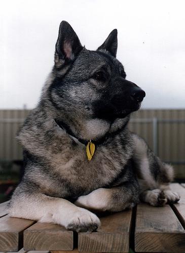 https://images.dog.ceo/breeds/elkhound-norwegian/n02091467_5755.jpg