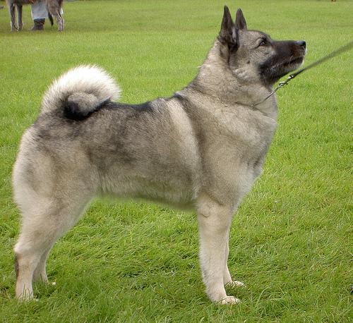 https://images.dog.ceo/breeds/elkhound-norwegian/n02091467_5786.jpg