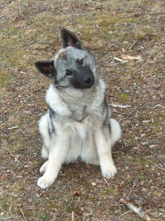 https://images.dog.ceo/breeds/elkhound-norwegian/n02091467_5985.jpg