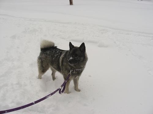 https://images.dog.ceo/breeds/elkhound-norwegian/n02091467_6103.jpg