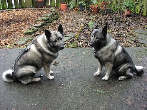 elkhound