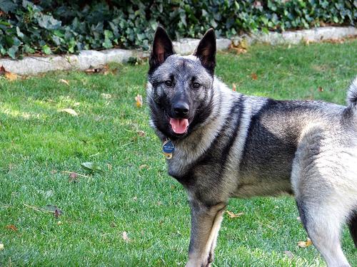 https://images.dog.ceo/breeds/elkhound-norwegian/n02091467_6372.jpg