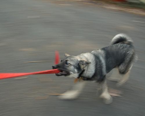 https://images.dog.ceo/breeds/elkhound-norwegian/n02091467_6558.jpg