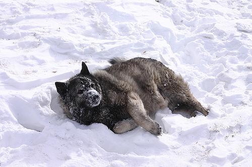 https://images.dog.ceo/breeds/elkhound-norwegian/n02091467_6670.jpg