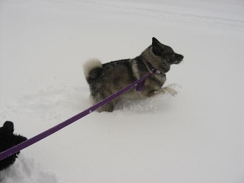 https://images.dog.ceo/breeds/elkhound-norwegian/n02091467_6680.jpg