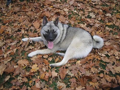 https://images.dog.ceo/breeds/elkhound-norwegian/n02091467_6726.jpg