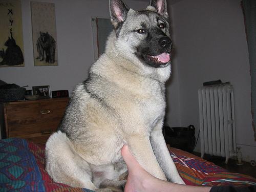 https://images.dog.ceo/breeds/elkhound-norwegian/n02091467_6770.jpg