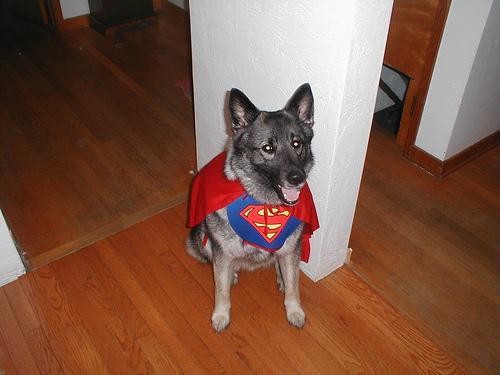 https://images.dog.ceo/breeds/elkhound-norwegian/n02091467_6820.jpg