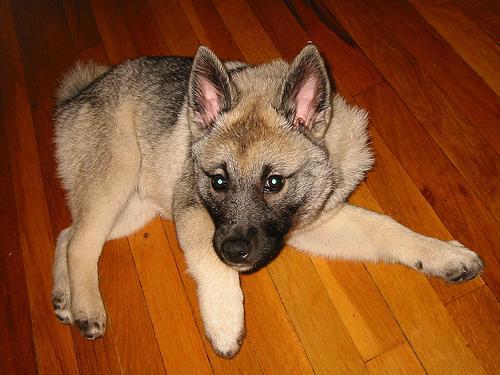 https://images.dog.ceo/breeds/elkhound-norwegian/n02091467_6920.jpg