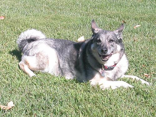 https://images.dog.ceo/breeds/elkhound-norwegian/n02091467_6962.jpg