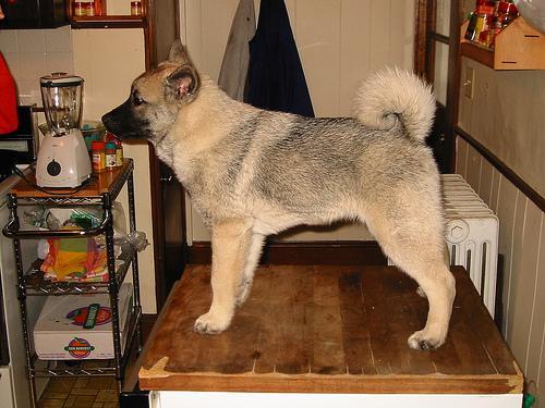 https://images.dog.ceo/breeds/elkhound-norwegian/n02091467_7070.jpg