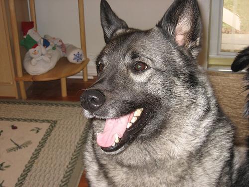 https://images.dog.ceo/breeds/elkhound-norwegian/n02091467_708.jpg