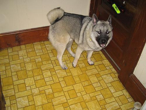 https://images.dog.ceo/breeds/elkhound-norwegian/n02091467_7085.jpg