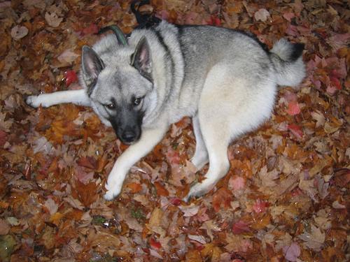 https://images.dog.ceo/breeds/elkhound-norwegian/n02091467_7095.jpg