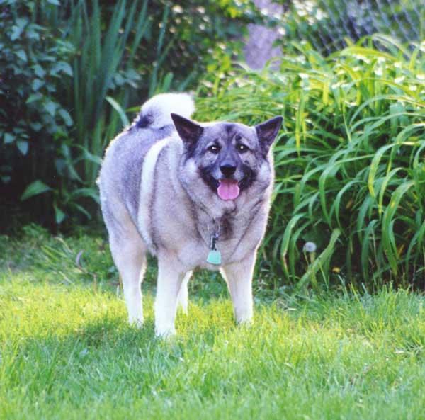 https://images.dog.ceo/breeds/elkhound-norwegian/n02091467_7151.jpg