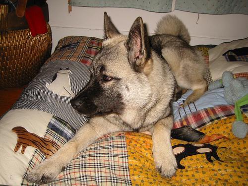 https://images.dog.ceo/breeds/elkhound-norwegian/n02091467_73.jpg