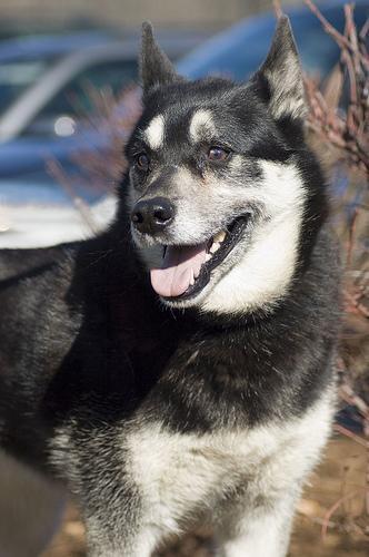 https://images.dog.ceo/breeds/elkhound-norwegian/n02091467_7315.jpg