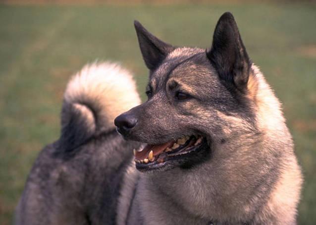 https://images.dog.ceo/breeds/elkhound-norwegian/n02091467_7351.jpg