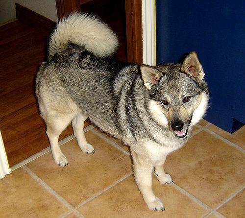 https://images.dog.ceo/breeds/elkhound-norwegian/n02091467_7405.jpg