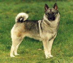 https://images.dog.ceo/breeds/elkhound-norwegian/n02091467_780.jpg