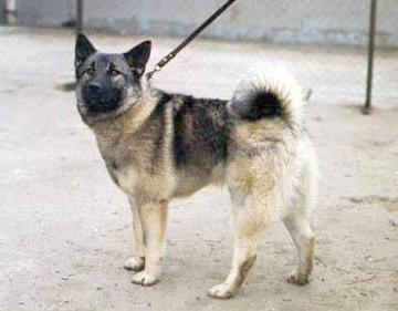 https://images.dog.ceo/breeds/elkhound-norwegian/n02091467_815.jpg