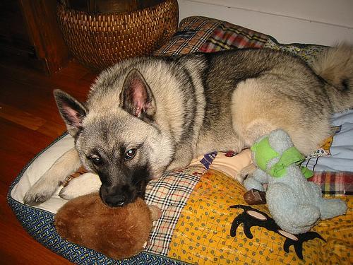 https://images.dog.ceo/breeds/elkhound-norwegian/n02091467_878.jpg