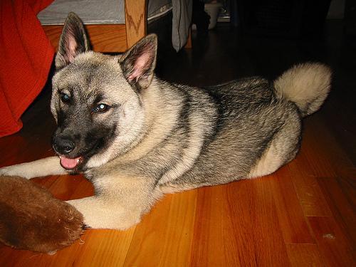 https://images.dog.ceo/breeds/elkhound-norwegian/n02091467_879.jpg