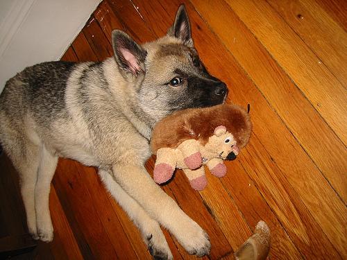 https://images.dog.ceo/breeds/elkhound-norwegian/n02091467_917.jpg