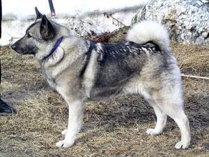 https://images.dog.ceo/breeds/elkhound-norwegian/n02091467_92.jpg