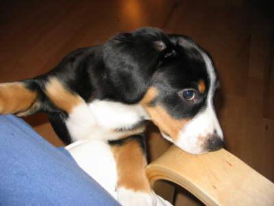 https://images.dog.ceo/breeds/entlebucher/n02108000_1044.jpg