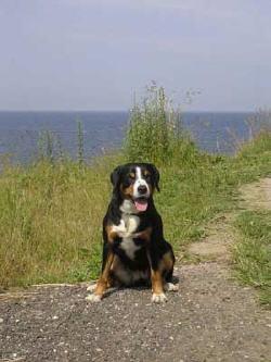 https://images.dog.ceo/breeds/entlebucher/n02108000_1060.jpg