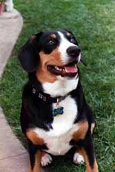 https://images.dog.ceo/breeds/entlebucher/n02108000_1073.jpg