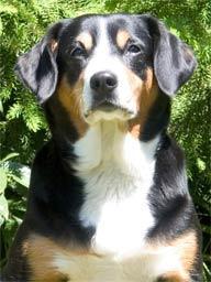 https://images.dog.ceo/breeds/entlebucher/n02108000_1112.jpg