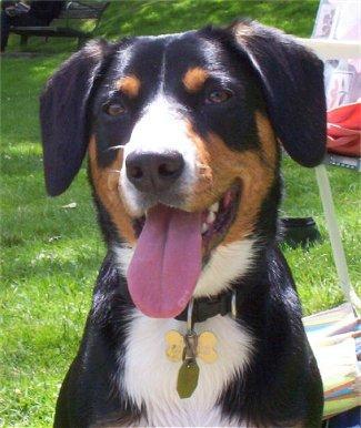 https://images.dog.ceo/breeds/entlebucher/n02108000_1114.jpg