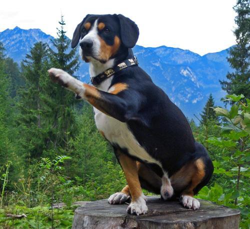 https://images.dog.ceo/breeds/entlebucher/n02108000_1122.jpg