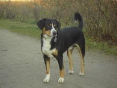 https://images.dog.ceo/breeds/entlebucher/n02108000_1167.jpg