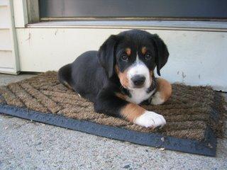 https://images.dog.ceo/breeds/entlebucher/n02108000_1172.jpg