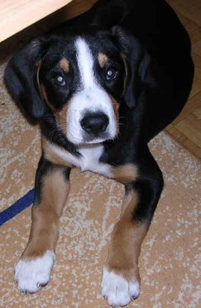 https://images.dog.ceo/breeds/entlebucher/n02108000_1195.jpg