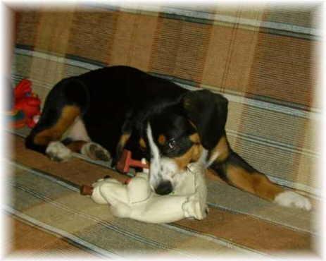 https://images.dog.ceo/breeds/entlebucher/n02108000_121.jpg