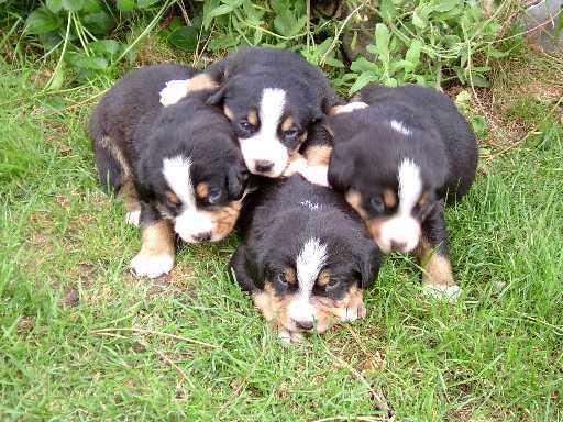 https://images.dog.ceo/breeds/entlebucher/n02108000_1225.jpg