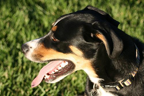 https://images.dog.ceo/breeds/entlebucher/n02108000_1238.jpg