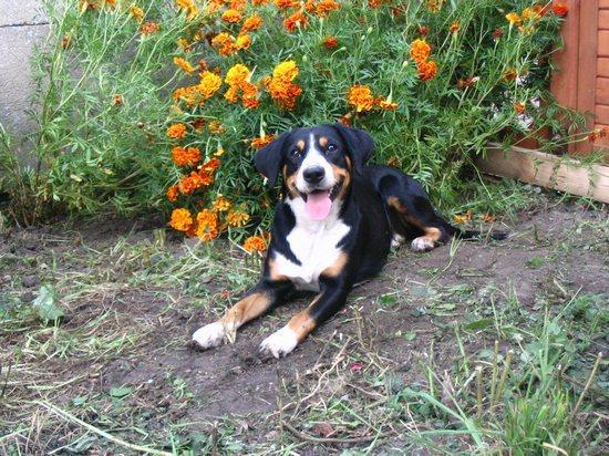 https://images.dog.ceo/breeds/entlebucher/n02108000_1243.jpg